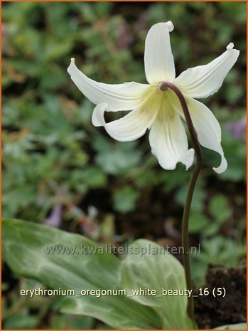 Erythronium oregonum 'White Beauty' | Hondstand | Oregon-Hundszahn