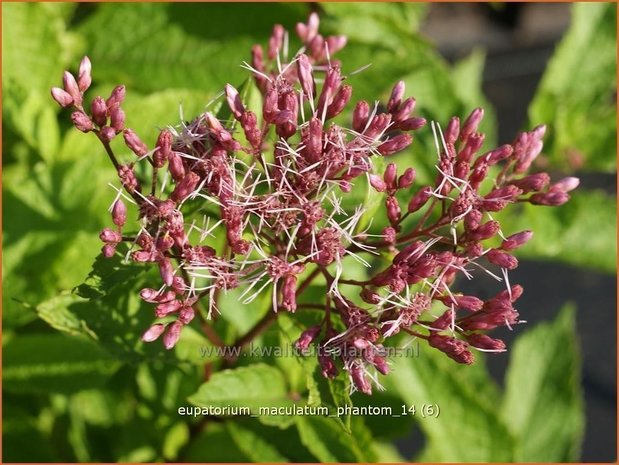 Eupatorium maculatum 'Phantom' | Koninginnekruid, Leverkruid | Gefleckter Wasserdost