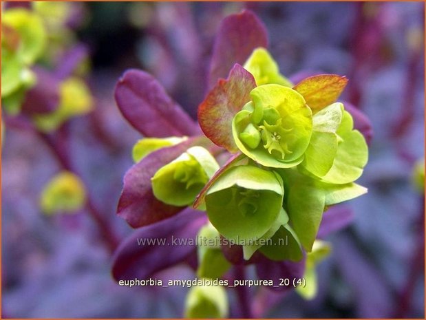 Euphorbia amygdaloides 'Purpurea' | Amandelwolfsmelk, Wolfsmelk | Mandelblättrige Wolfsmilch