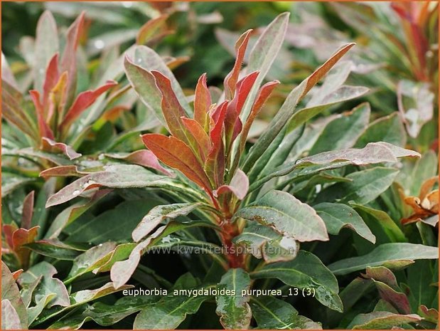 Euphorbia amygdaloides 'Purpurea' | Amandelwolfsmelk, Wolfsmelk | Mandelblättrige Wolfsmilch