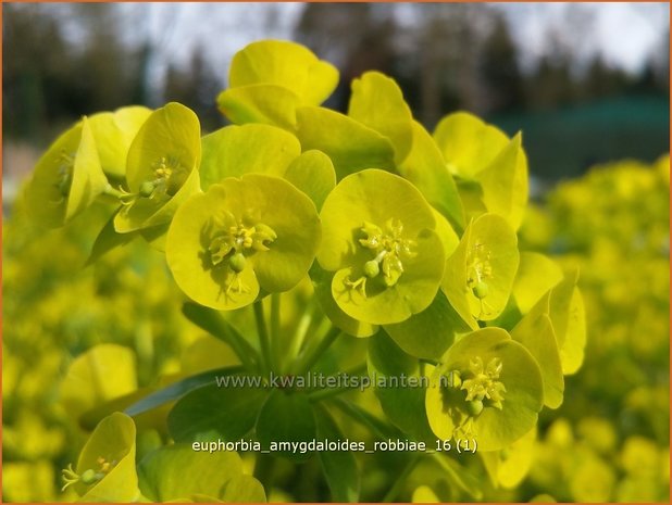 Euphorbia amygdaloides robbiae | Amandelwolfsmelk, Wolfsmelk | Mandelblättrige Wolfsmilch