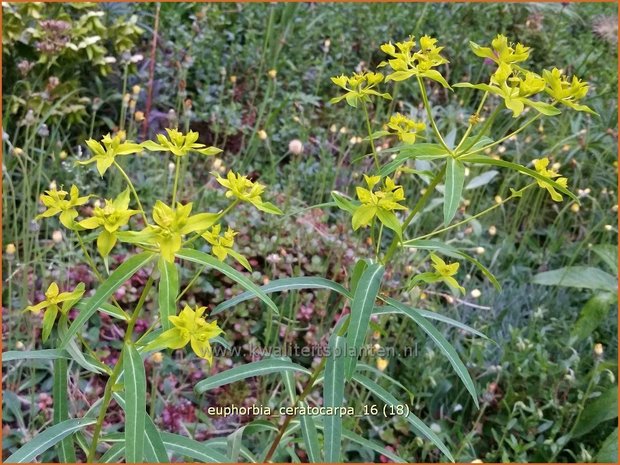 Euphorbia ceratocarpa | Wolfsmelk | Hornfrüchtige Wolfsmilch