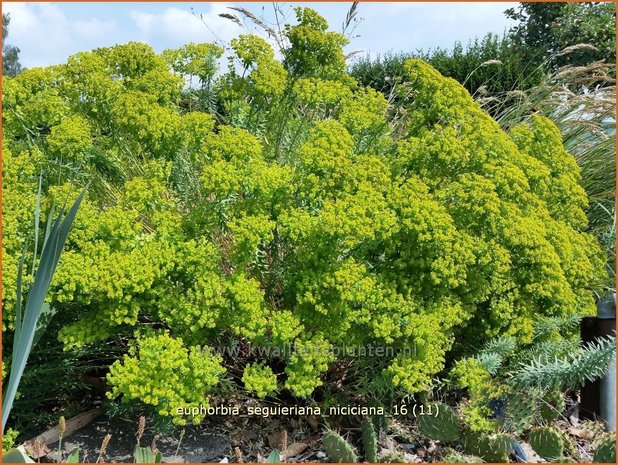 Euphorbia seguieriana niciciana | Wolfsmelk | Bläuliche Wolfsmilch