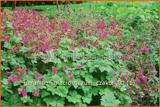 Geranium macrorrhizum 'Czakor' | Ooievaarsbek, Tuingeranium | Balkan-Storchschnabel