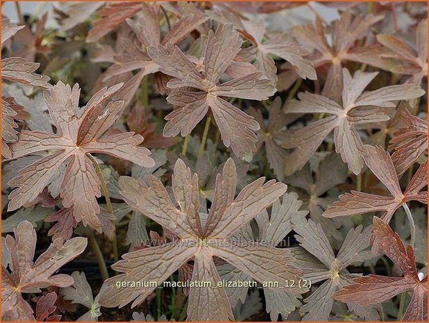 Geranium maculatum 'Elizabeth Ann' | Gevlekte ooievaarsbek, Ooievaarsbek, Tuingeranium | Amerikanischer Storchschnabe