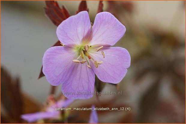 Geranium maculatum 'Elizabeth Ann' | Gevlekte ooievaarsbek, Ooievaarsbek, Tuingeranium | Amerikanischer Storchschnabe