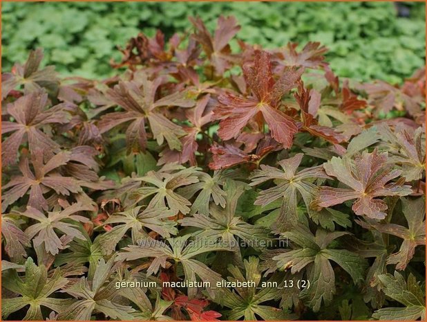 Geranium maculatum 'Elizabeth Ann' | Gevlekte ooievaarsbek, Ooievaarsbek, Tuingeranium | Amerikanischer Storchschnabe