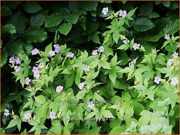 Geranium nodosum | Knopige ooievaarsbek, Ooievaarsbek, Tuingeranium | Bergwald-Storchschnabel