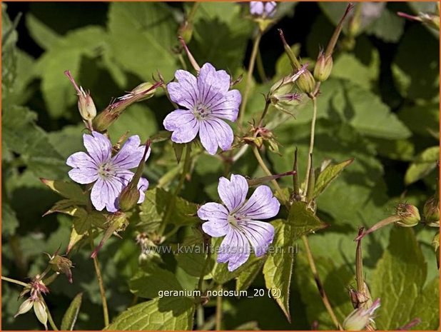 Geranium nodosum | Ooievaarsbek