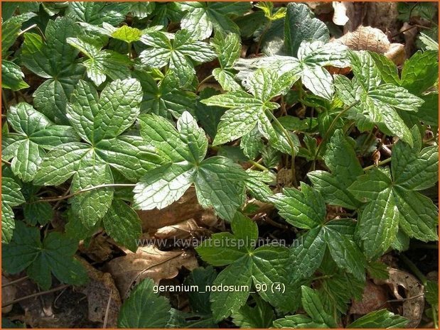 Geranium nodosum | Ooievaarsbek