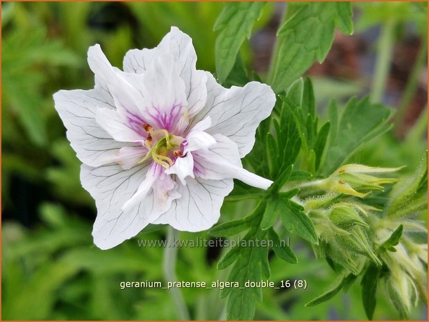 Geranium pratense 'Algera Double' | Beemdooievaarsbek, Ooievaarsbek, Tuingeranium | Wiesen-Storchschnabel