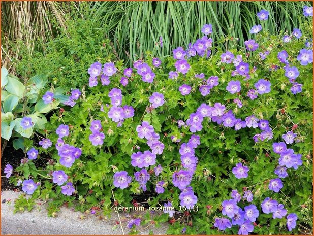 Geranium 'Rozanne' | Ooievaarsbek, Tuingeranium | Storchschnabel