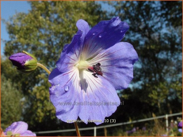 Geranium 'Rozanne' | Ooievaarsbek, Tuingeranium | Storchschnabel