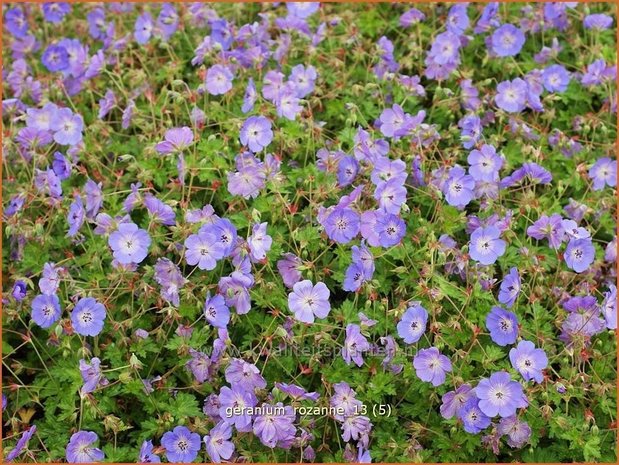 Geranium 'Rozanne' | Ooievaarsbek, Tuingeranium | Storchschnabel