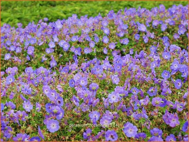 Geranium 'Rozanne' | Ooievaarsbek, Tuingeranium | Storchschnabel