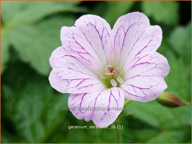 Geranium versicolor | Ooievaarsbek, Tuingeranium | Veränderlicher Storchschnabel