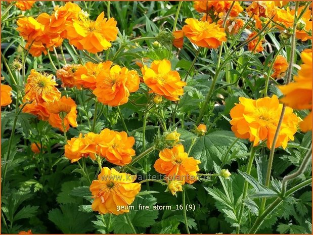 Geum 'Fire Storm' | Nagelkruid | Nelkenwurz