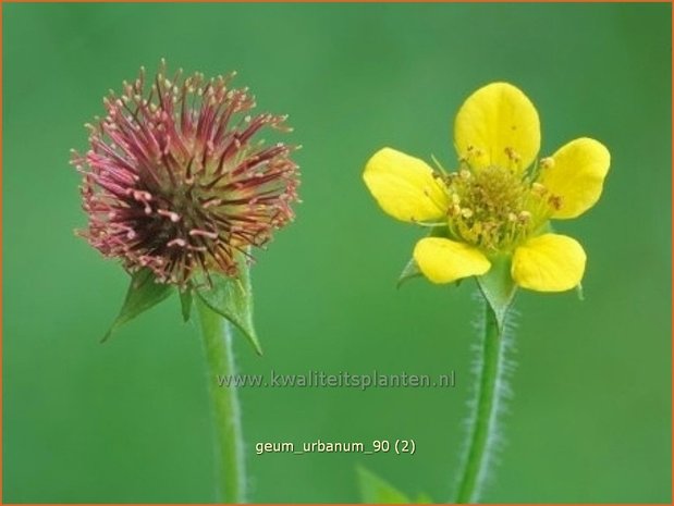 Geum urbanum | Geel nagelkruid, Nagelkruid | Echte Nelkenwurz