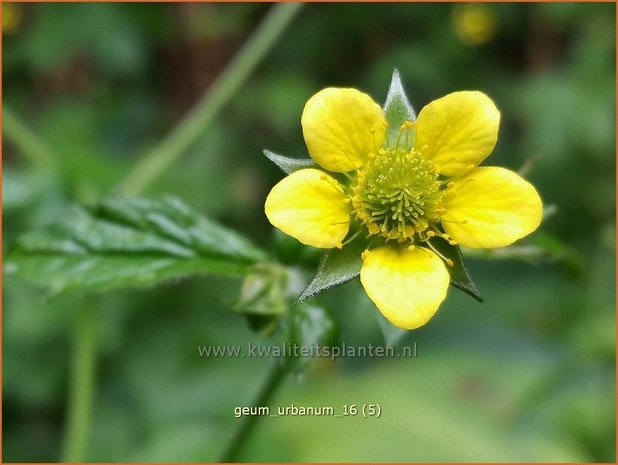 Geum urbanum | Geel nagelkruid, Nagelkruid | Echte Nelkenwurz