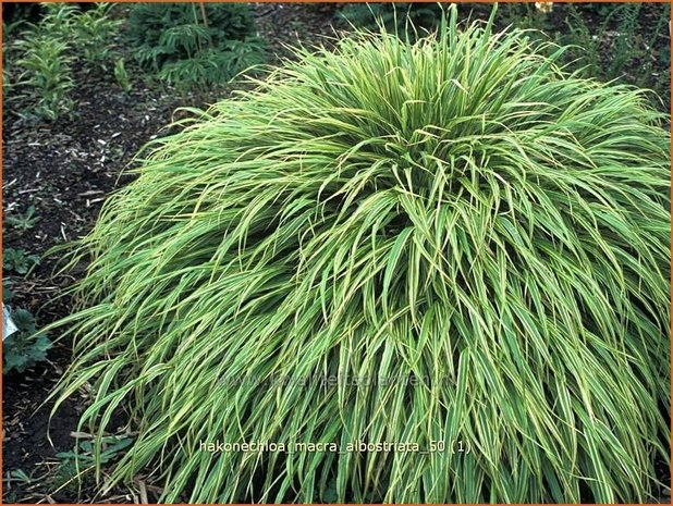 Hakonechloa macra 'Albostriata' | Japans bosgras, Japans siergras | Berggras