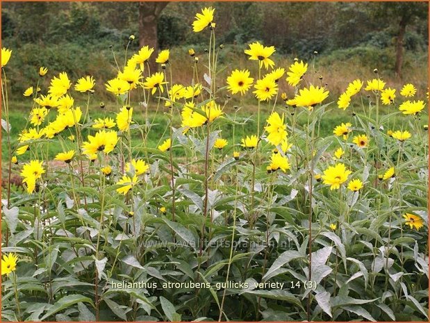 Helianthus atrorubens 'Gullick's Variety' | Vaste zonnebloem | Rauhaarige Sonnenblume