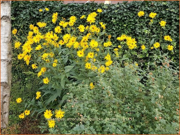 Helianthus atrorubens 'Gullick's Variety' | Vaste zonnebloem | Rauhaarige Sonnenblume