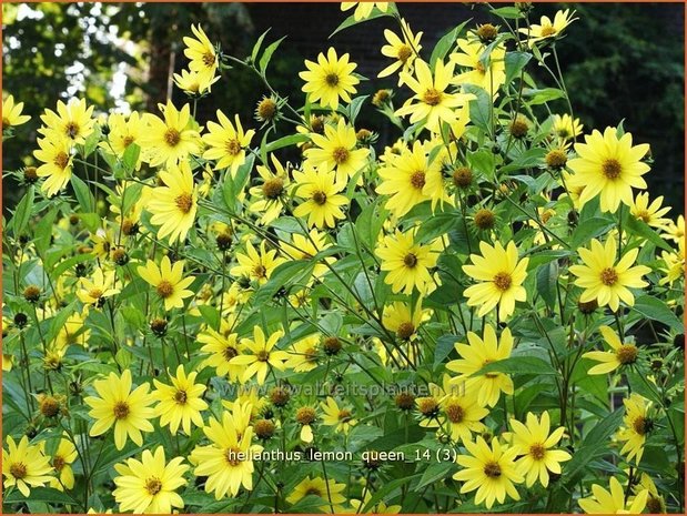 Helianthus 'Lemon Queen' | Vaste zonnebloem | Sonnenblume