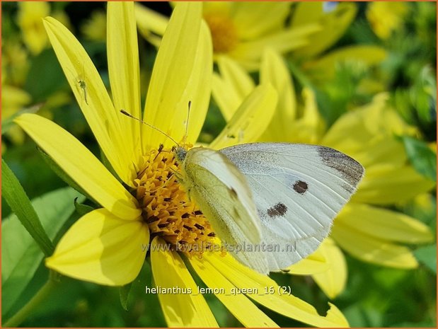 Helianthus 'Lemon Queen' | Vaste zonnebloem | Sonnenblume