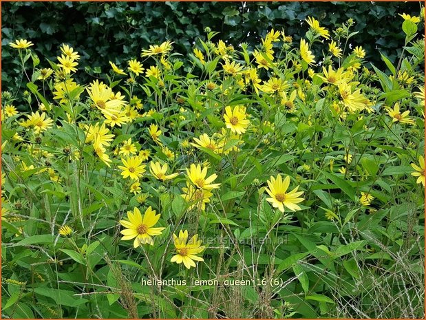 Helianthus 'Lemon Queen' | Vaste zonnebloem | Sonnenblume