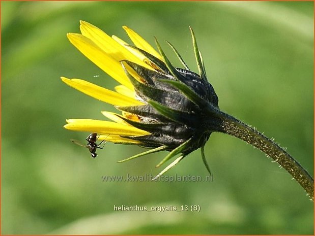 Helianthus orgyalis | Vaste zonnebloem | Klafterlange Sonnenblume