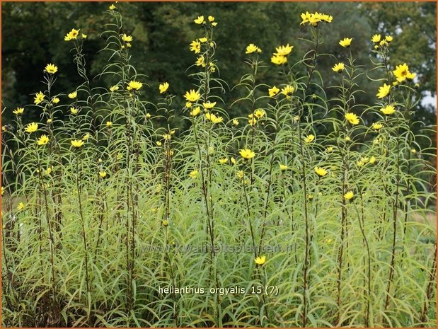 Helianthus orgyalis | Vaste zonnebloem | Klafterlange Sonnenblume