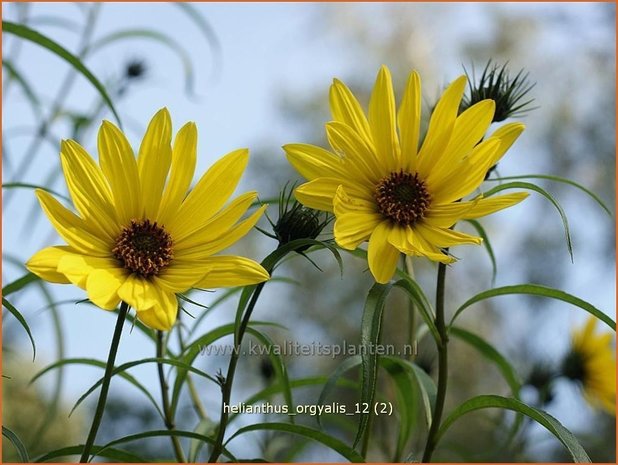 Helianthus orgyalis | Vaste zonnebloem | Klafterlange Sonnenblume