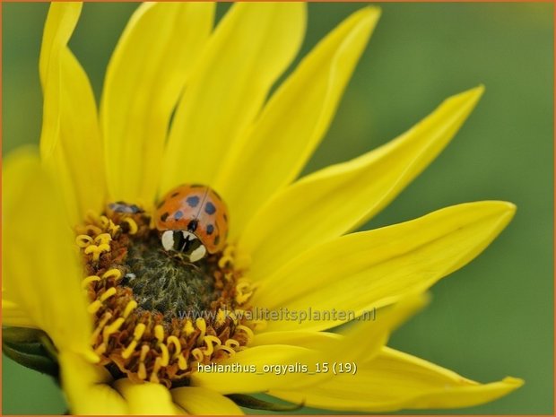 Helianthus orgyalis | Vaste zonnebloem | Klafterlange Sonnenblume