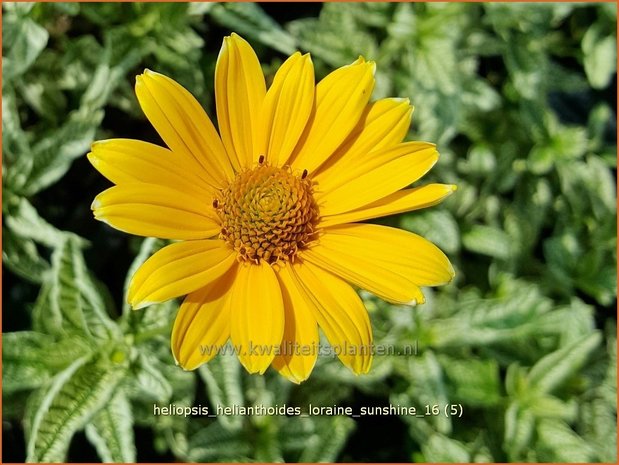 Heliopsis helianthoides 'Loraine Sunshine' | Zonneoog | Gewöhnliches Sonnenauge