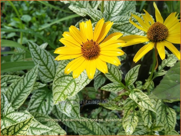 Heliopsis helianthoides 'Loraine Sunshine' | Zonneoog | Gewöhnliches Sonnenauge