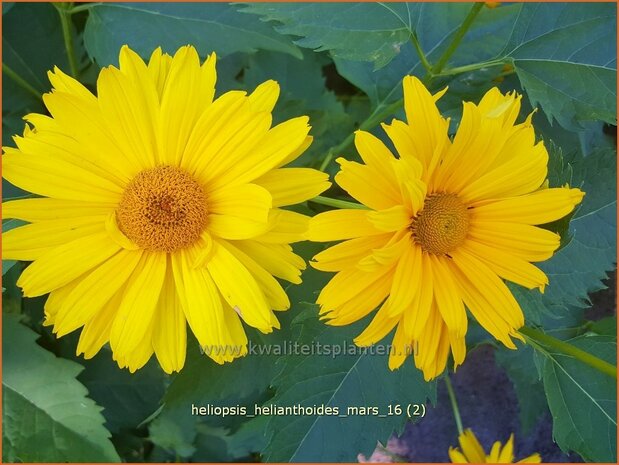 Heliopsis helianthoides 'Mars' | Zonneoog | Gewöhnliches Sonnenauge