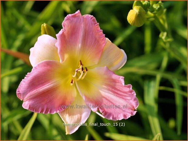 Hemerocallis 'Final Touch' | Daglelie | Taglilie