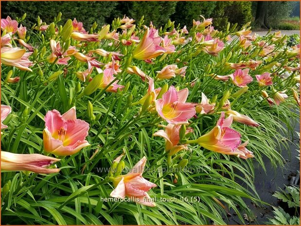 Hemerocallis 'Final Touch' | Daglelie | Taglilie