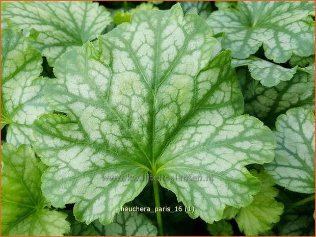 Heuchera 'Paris' | Purperklokje | Purpurglöckchen