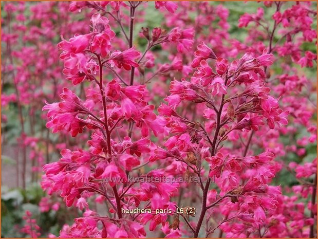 Heuchera 'Paris' | Purperklokje | Purpurglöckchen