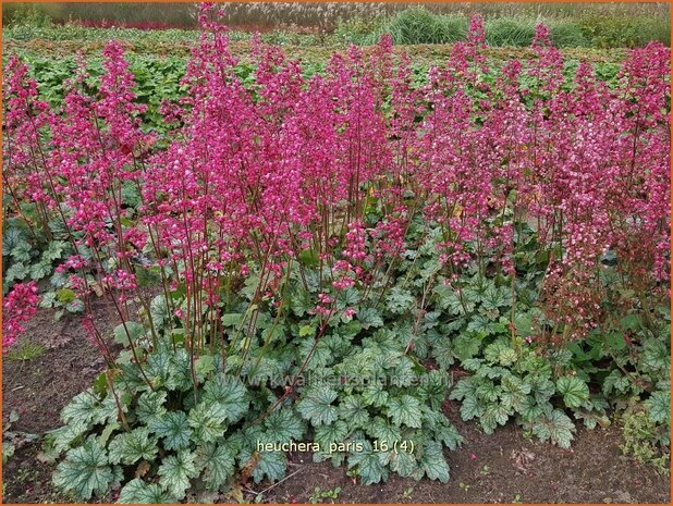 Heuchera 'Paris' | Purperklokje | Purpurglöckchen