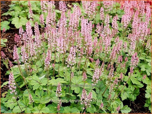 Heucherella 'Dayglow Pink' | Purperklokje | Bastardschaumblüte