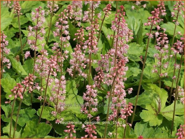 Heucherella 'Dayglow Pink' | Purperklokje | Bastardschaumblüte