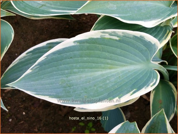 Hosta 'El Nino' | Hosta, Hartlelie, Funkia | Funkie