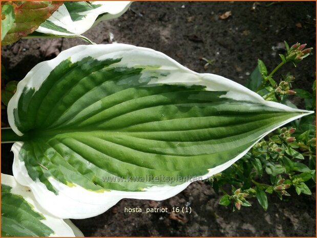 Hosta 'Patriot' | Hosta, Hartlelie, Funkia | Funkie