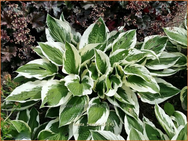 Hosta 'Patriot' | Hosta, Hartlelie, Funkia | Funkie