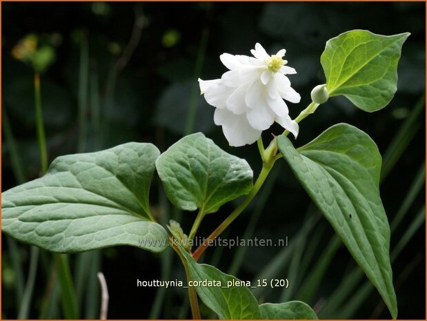 Houttuynia cordata 'Plena' | Moerasanemoon, Dokudami | Eidechsenschwanz