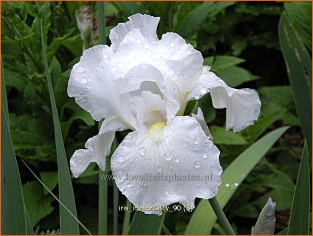 Iris germanica 'Immortality' | Baardiris, Iris, Lis | Hohe Bart-Schwertlilie