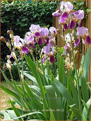 Iris germanica 'Lent A. Williamson' | Baardiris, Iris, Lis | Hohe Bart-Schwertlilie