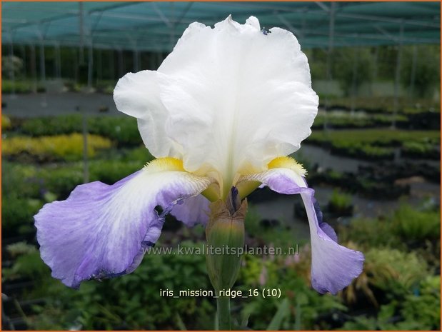 Iris germanica 'Mission Ridge' | Baardiris, Iris, Lis | Hohe Bart-Schwertlilie